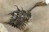 Spiny Trident Walliserops Trilobite - Foum Zguid, Morocco #344464-4